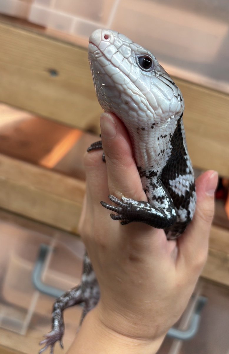 king_kaitori_ST's tweet photo. 買い取りました‼️

アザンアオジタトカゲ

44cm!🦎🦎🦎

この生体が気になりましたらお近くのKENNY路面店へお問い合わせ下さい‼️

最新入荷情報をいち早くお届け‼️
フォローをして最新情報をチェック‼️

#followme #爬虫類 #爬虫類好きと繋がりたい #トカゲ https://t.co/J0Jja5QQwG