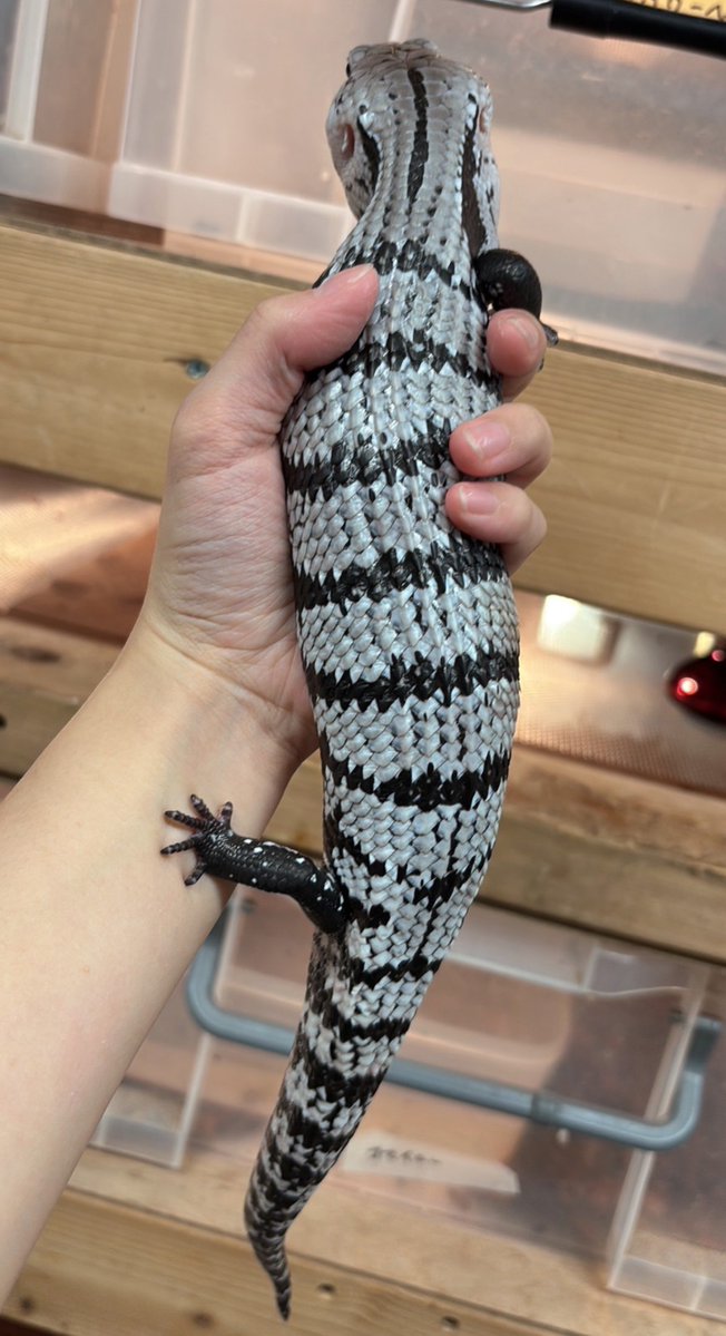 king_kaitori_ST's tweet photo. 買い取りました‼️

アザンアオジタトカゲ

44cm!🦎🦎🦎

この生体が気になりましたらお近くのKENNY路面店へお問い合わせ下さい‼️

最新入荷情報をいち早くお届け‼️
フォローをして最新情報をチェック‼️

#followme #爬虫類 #爬虫類好きと繋がりたい #トカゲ https://t.co/J0Jja5QQwG