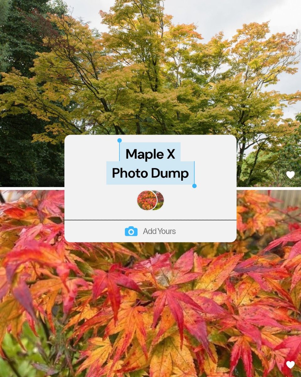 Hellohelloplant's tweet photo. 🍁 MAPLE X PHOTO DUMP — WHICH ONE'S YOUR FAVOURITE? 😍📸
From stunning colours to beautiful shapes, there's so much to fall in love with! And 30% OFF ALL JAPANESE MAPLES!
🛒 ONLINE &amp; IN-STORE!
🔗 https://t.co/mW2QMpntH3
#HelloHelloPlants #MapleX #JapaneseMaple https://t.co/Xt6aDNARWv