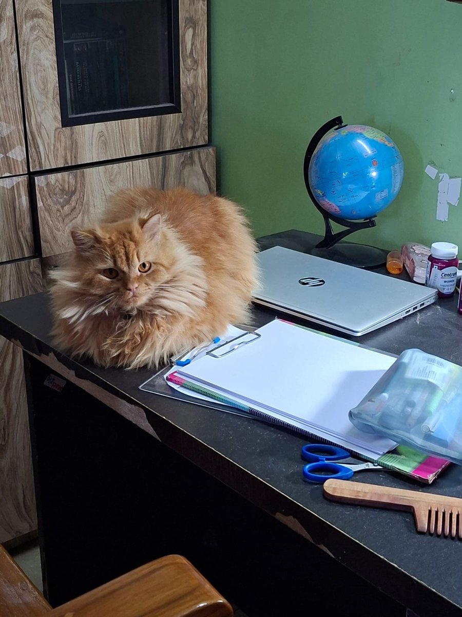 namizzo's tweet photo. I cleared my desk to start a uni project and got this authoritarian supervisor
#CatsOfX #CatsOfTwitter #Pets https://t.co/9utwD25DTu