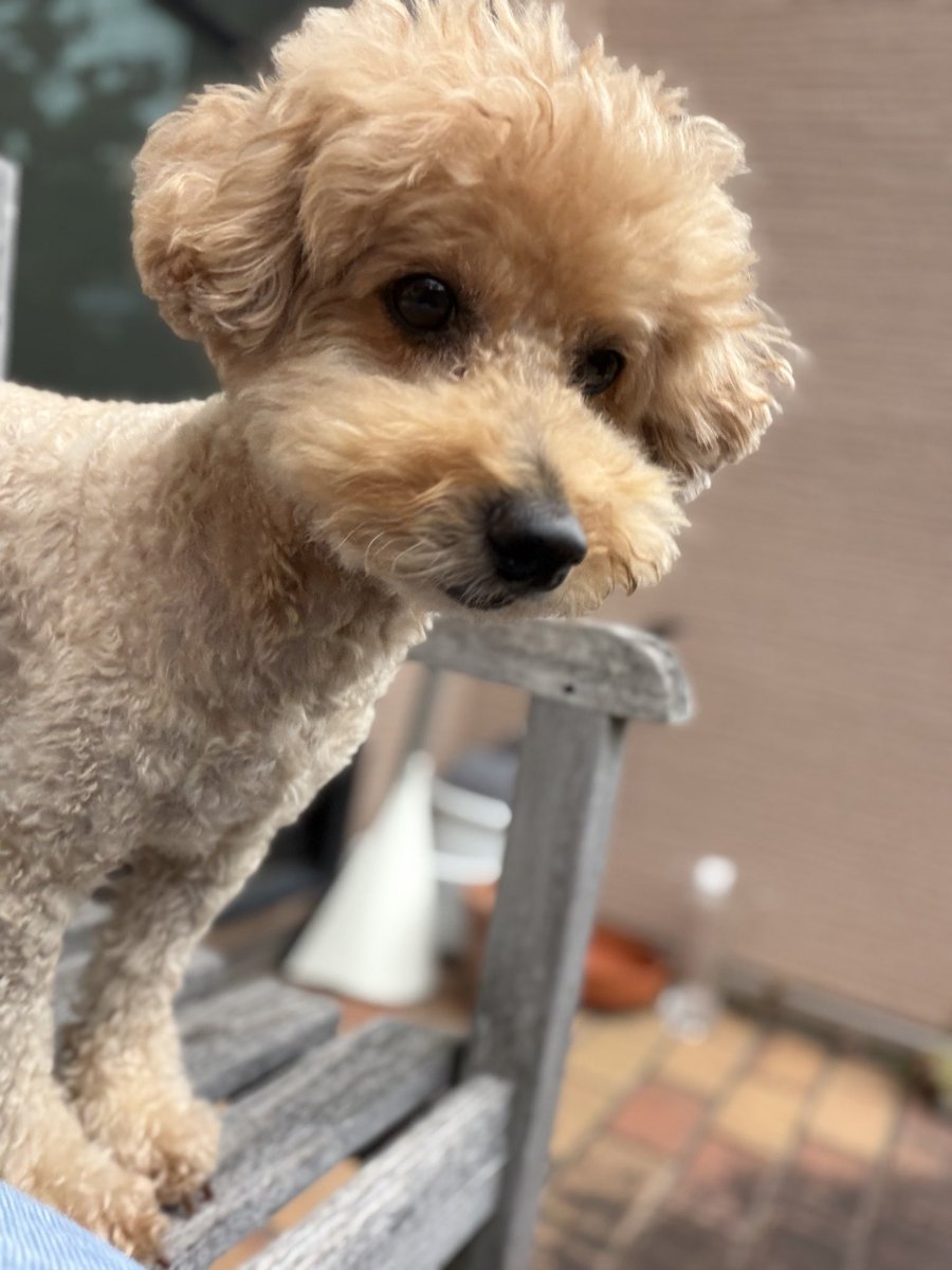 nesoberi_wanco's tweet photo. 昨日8才になりました🐶🎂
おにいちゃんからの恒例ぬいぐるみは今年はナマケモノ🦥
被り物はやっぱり嫌いみたいです🤣

毎日たくさんの幸せをありがとう😌🫶
君との時間が永遠に続きますように🙏 https://t.co/apWVM2I6JL