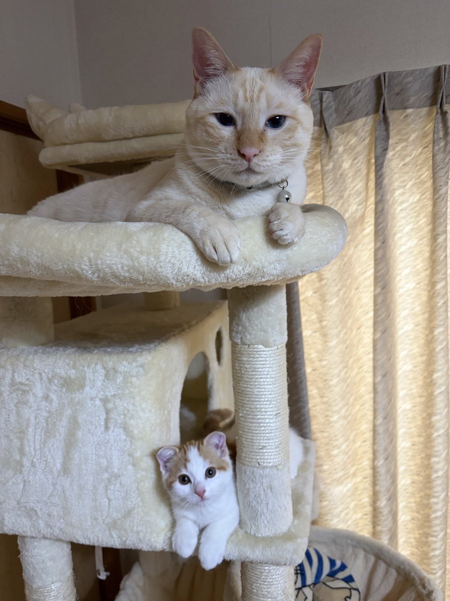 wpk0x's tweet photo. 病院で注射がんばった上の段のブランちゃん。
下の段の子猫ちゃんが「お兄ちゃん大丈夫？」って真似っこポーズで寄り添ってます🐾ふたりとも偉いぞ〜！
#猫 #猫のいる暮らし #多頭飼い #猫好きさんと繋がりたい https://t.co/tjwYDU7E5m