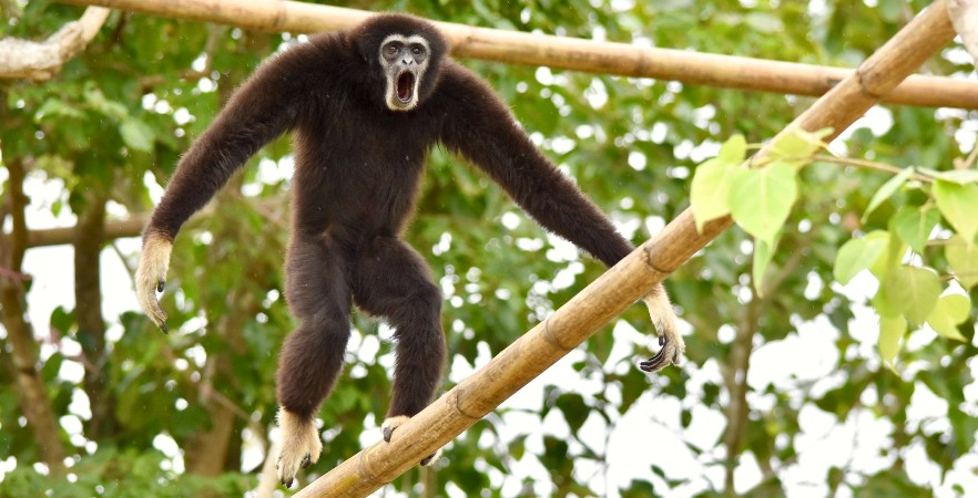 gibbonposting tweet picture