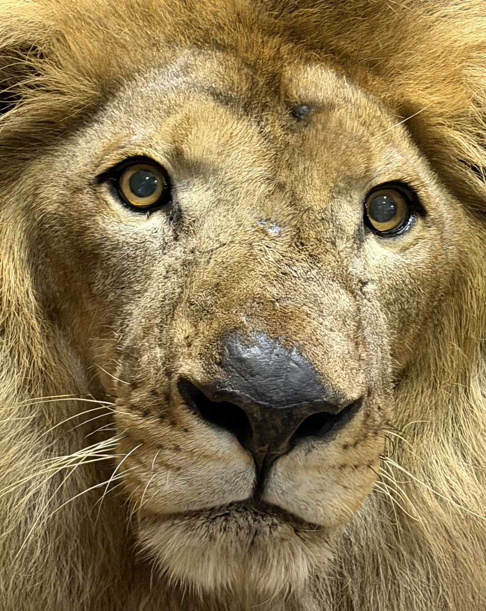 ChibaZoo's tweet photo. 今日のトウヤ（飼2）#千葉市動物公園 #ライオン https://t.co/ghd5ztJ484