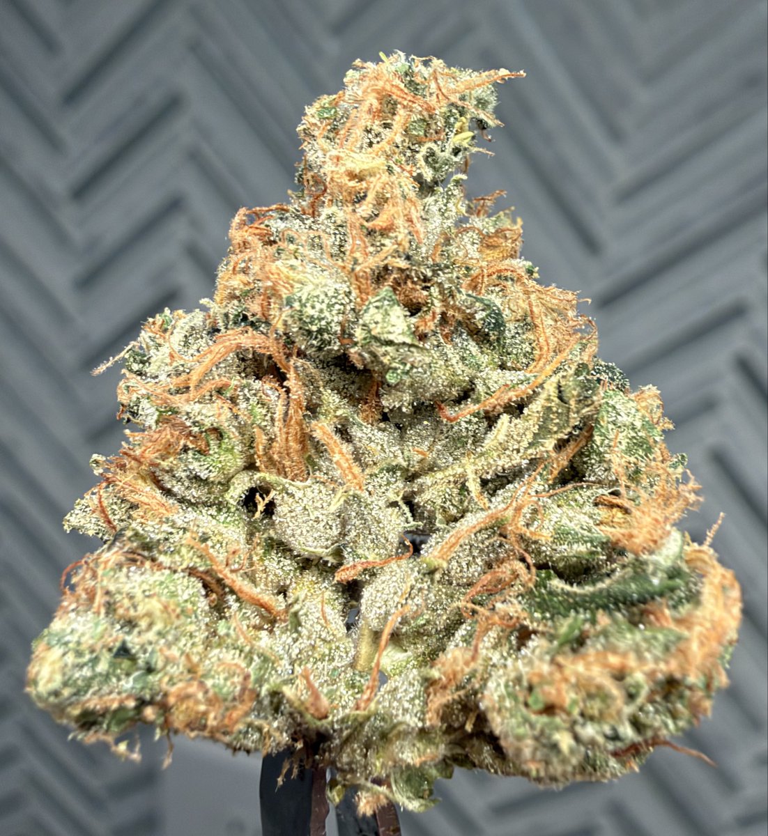 B58_TX's tweet photo. Sour Diesel S1 

@xPiXiESTiX 
@PacksFifthAve https://t.co/R4j6t51bu7