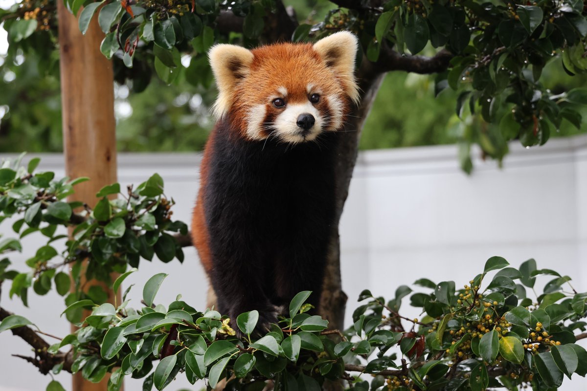 poptrip's tweet photo. 美形すぎる
2026/10/23📷
#鯖江市西山動物園 #レッサーパンダ #ティアラ https://t.co/JBTa9bkWHZ
