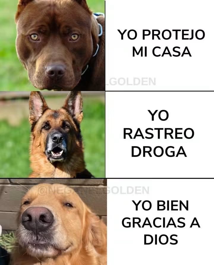 DiloConPerritos's tweet photo. 😅😅😅😅 https://t.co/gd6vAI3sFV