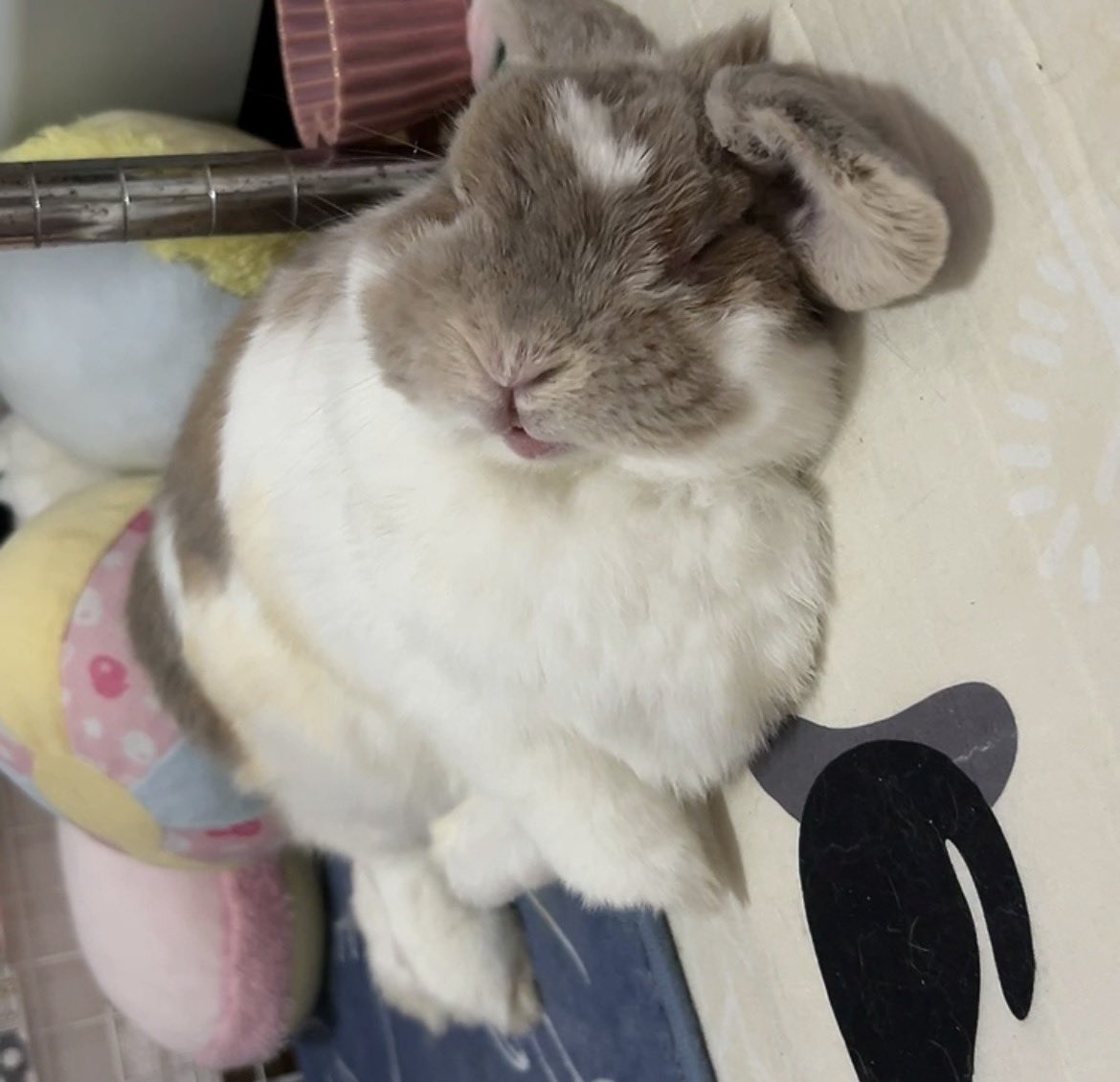 5w1iaVZsovhbpJv's tweet photo. 寝顔これまたかわいい✨
おててがＸｴｯｸｽ😅 https://t.co/Db7RQWIPQ6