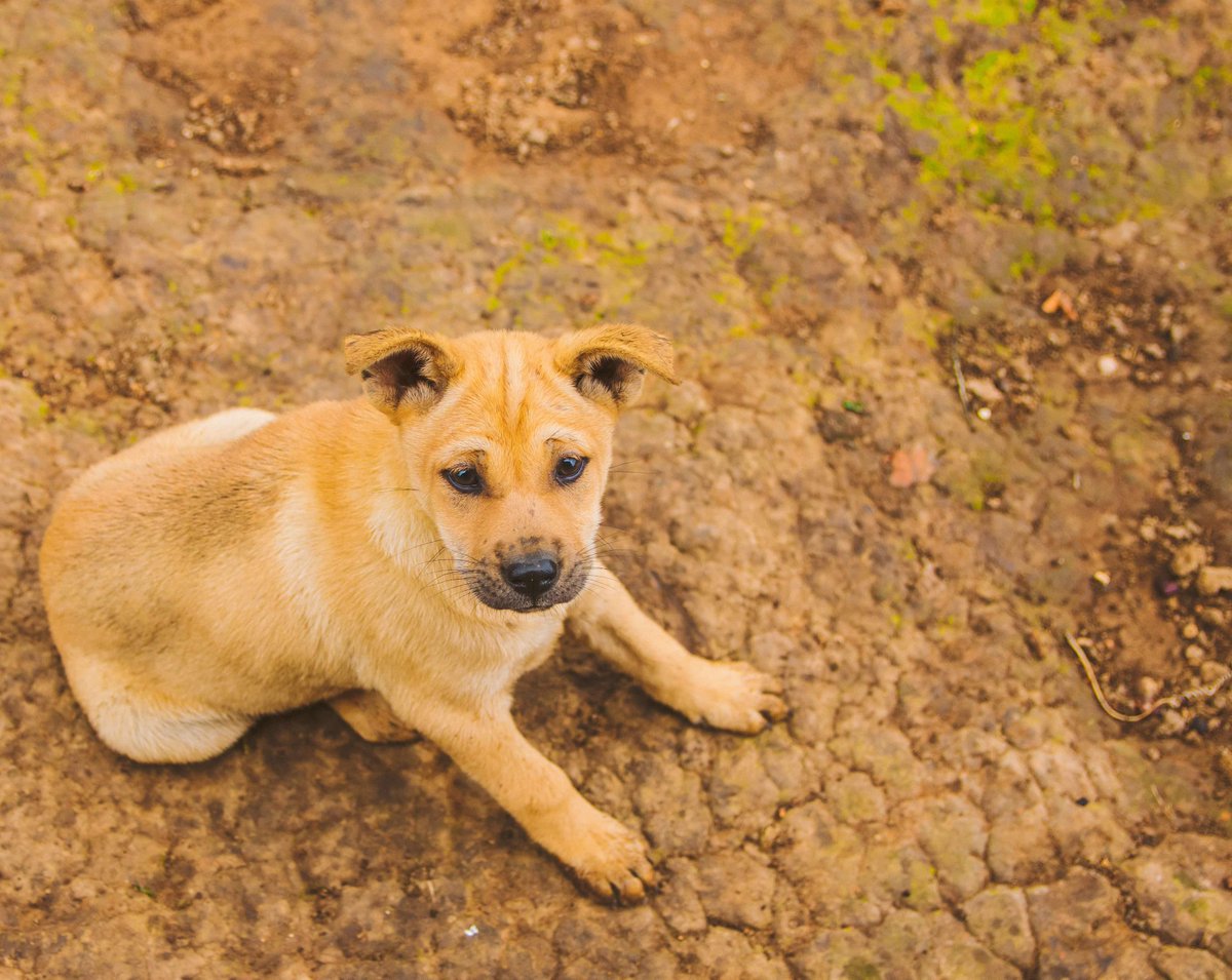 yingfqrycibfd's tweet photo. This little pup got me thinking about pet photos again. Have you ever snapped a picture of your pet you're really proud of? #dogs #petsofinstagram #puppy https://t.co/0APSstdC2U