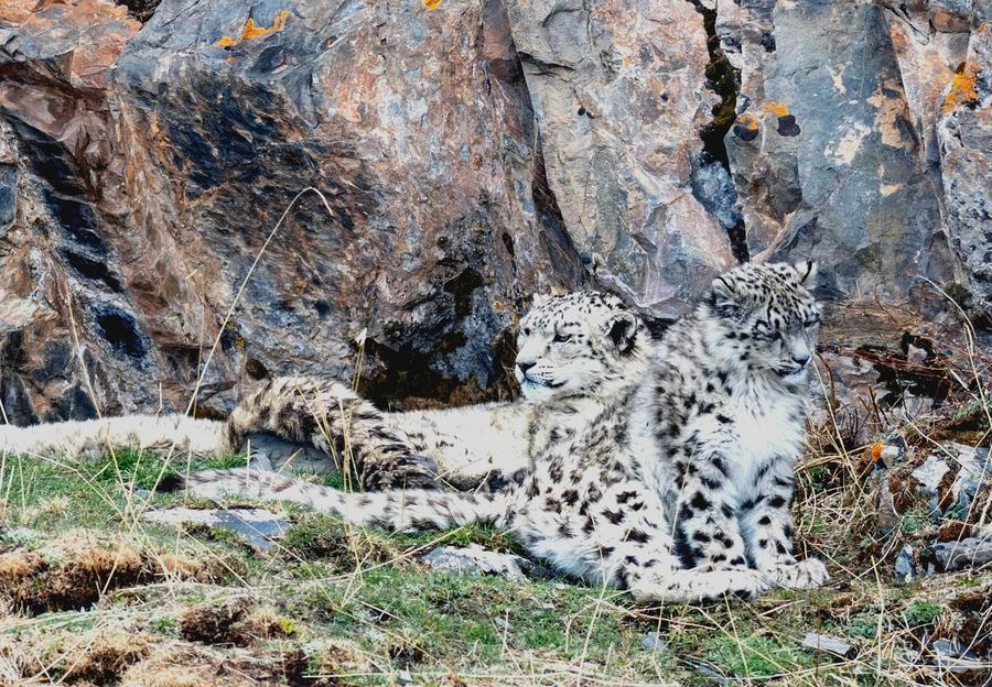 CCTV's tweet photo. China's snow leopard population has doubled to about 5,000 from around 2,500 in 2013, reflecting progress in protecting the species and its habitat.
https://t.co/Q7TmqlzUGh https://t.co/KLYMbYyYAv