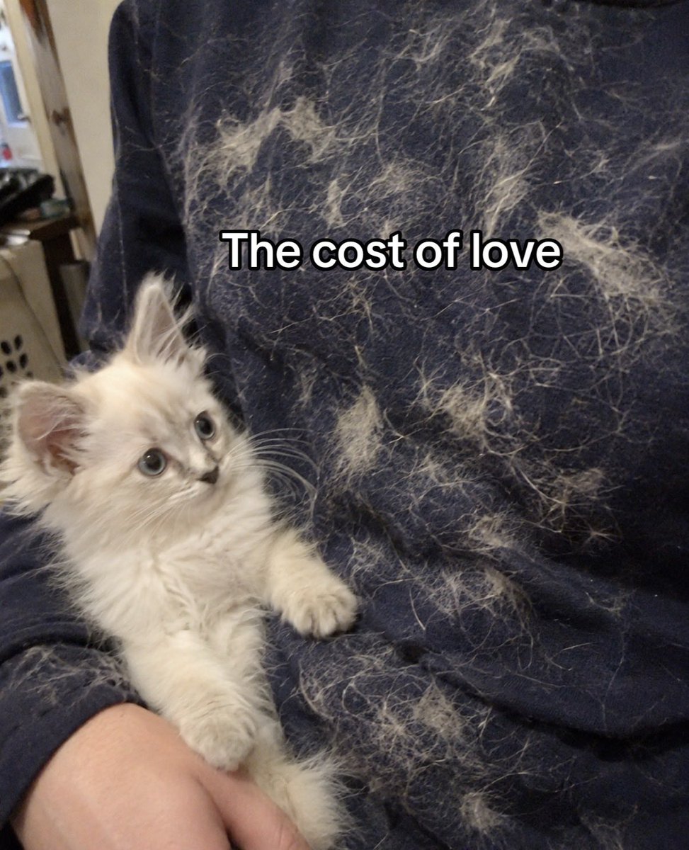 hardcatmemes tweet picture