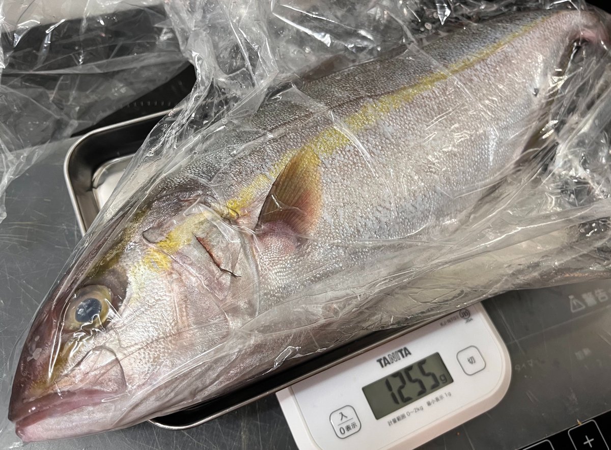 BSanchorRS6's tweet photo. 1ヶ月半ぶりに鮮魚を求めて開店待ちした　めちゃめちゃ行列だった
この1.3kgのカンパチを500円でゲット😳
安すぎる… https://t.co/o970RuF9fj