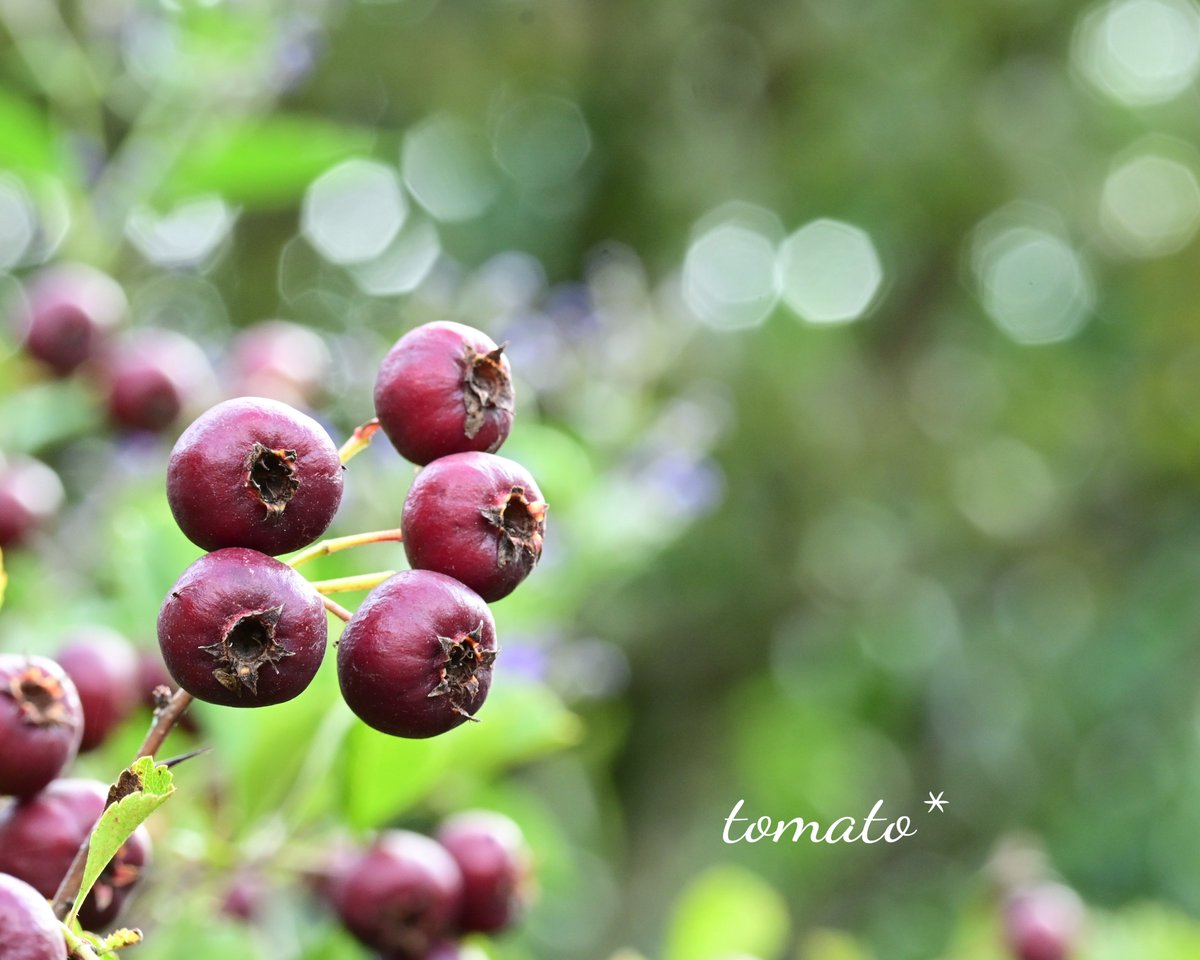 awa1m's tweet photo. #花好きな人と繋がりたい

やっと体調回復
                  3週間…長かった〜💦⋆⸜ᵀᴴᴬᴺᴷ ᵞᴼᵁ⸝⋆
     📷️散歩にはまだ行けてない💧

この実
      血行促進、エイジングケア
      コレステロールを下げる など
いいことたくさんだね♡
#サンザシ  #山査子 https://t.co/lUW2FSRziC