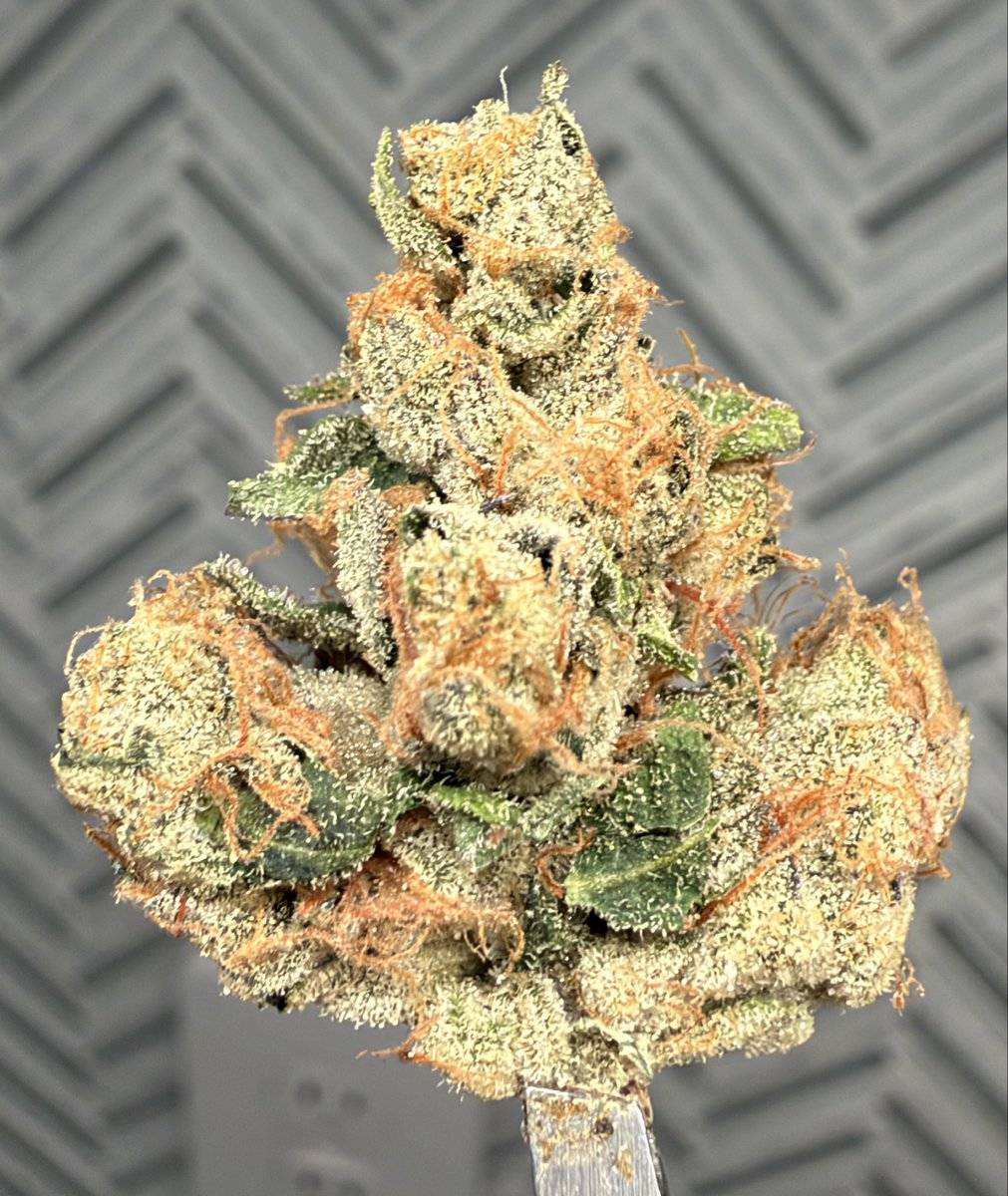 B58_TX's tweet photo. 09’ Animal Gas

 (Animal Cookies x 92’ OG) https://t.co/JqSH3IM6Yx