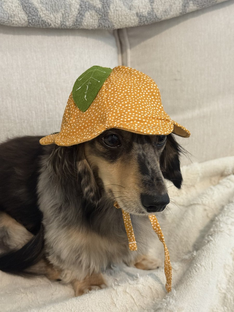scoobsluvr's tweet photo. i made rudy a silly little tangerine tulip hat!! he tried his best to look happy and not upset wearing it haha https://t.co/6orqFJJzxN