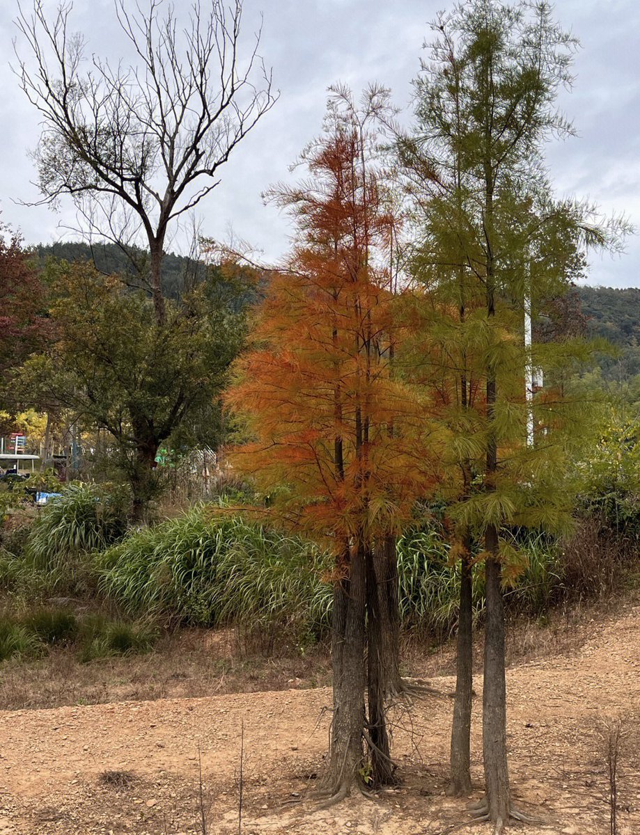 miyomi_3's tweet photo. 露焊步撩の季節がやってきた！新緑の中で一歩踏み出すと、心までさわやかになる https://t.co/IKauu9Yp7n
