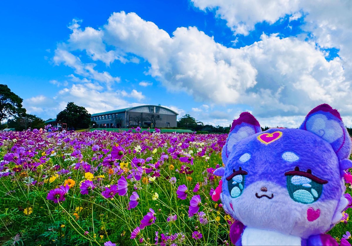 onigiri2525go's tweet photo. マシュタンとコスモス畑 https://t.co/fenlHXI9UV