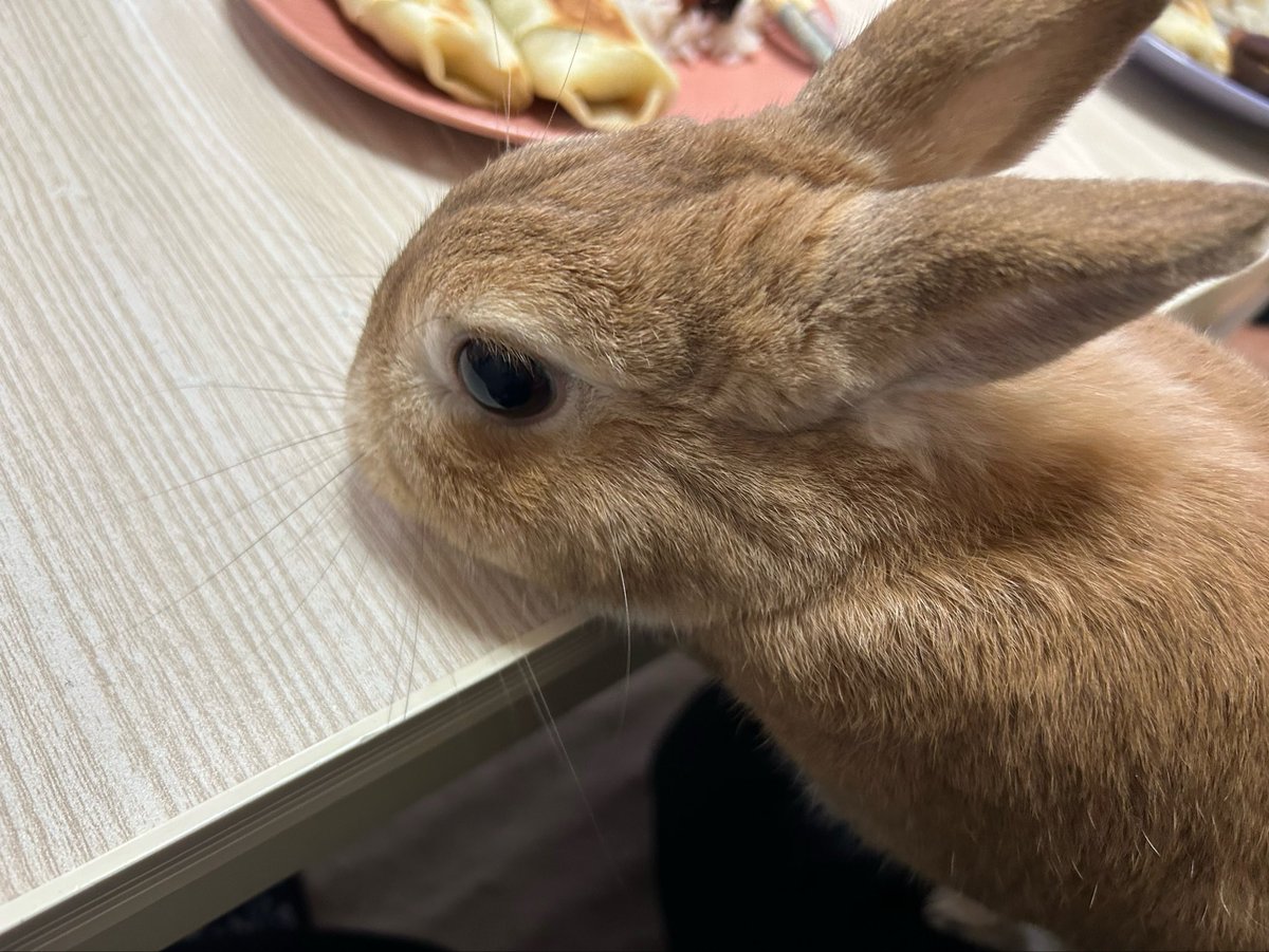 SOL241130's tweet photo. 一緒にご飯を食べたがるソル😅 https://t.co/YhMousHQ8z