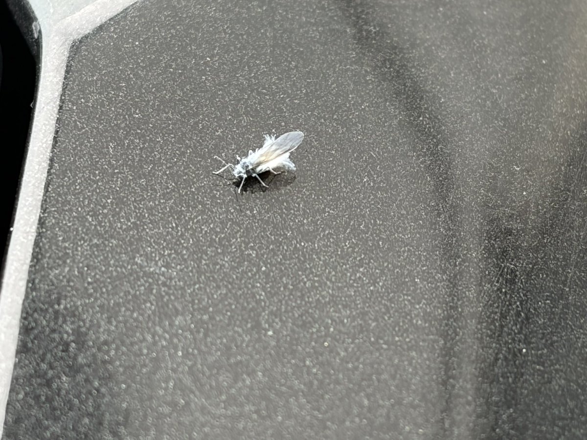 miybi400's tweet photo. 外に出たらまだ雪虫が！
初めて見たのがもうかなり前なのにまだ居るなんて、こんなに長く居た事は記憶にないな〜、、、ってのんび���外にいたらコーヒー☕️いれたの忘れてた😅のんびりコーヒータイムへ〜☕️ https://t.co/dSVN5jJS8o