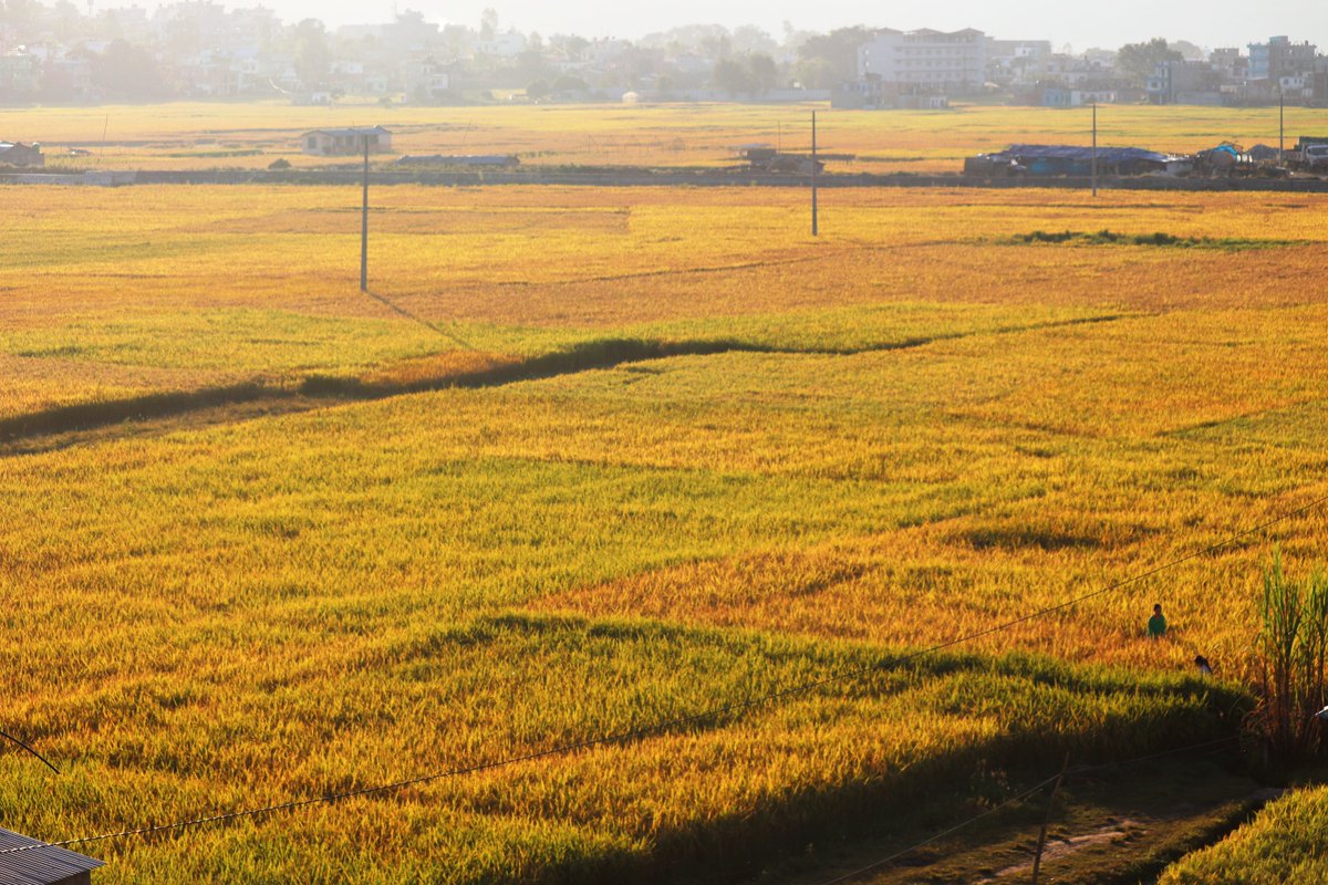 ictframe's tweet photo. Birendranagar Valley Adorned in Golden Paddy (In Photos)

Encircled by hills and high ridges, the Birendranagar Valley of Surkhet is currently draped in the golden hues of ripe paddy fields. https://t.co/oKdUU3PUC8