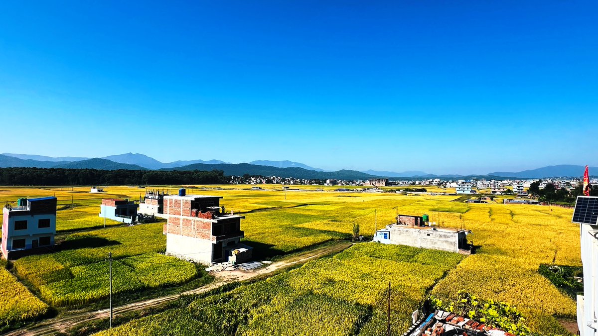 ictframe's tweet photo. Birendranagar Valley Adorned in Golden Paddy (In Photos)

Encircled by hills and high ridges, the Birendranagar Valley of Surkhet is currently draped in the golden hues of ripe paddy fields. https://t.co/oKdUU3PUC8