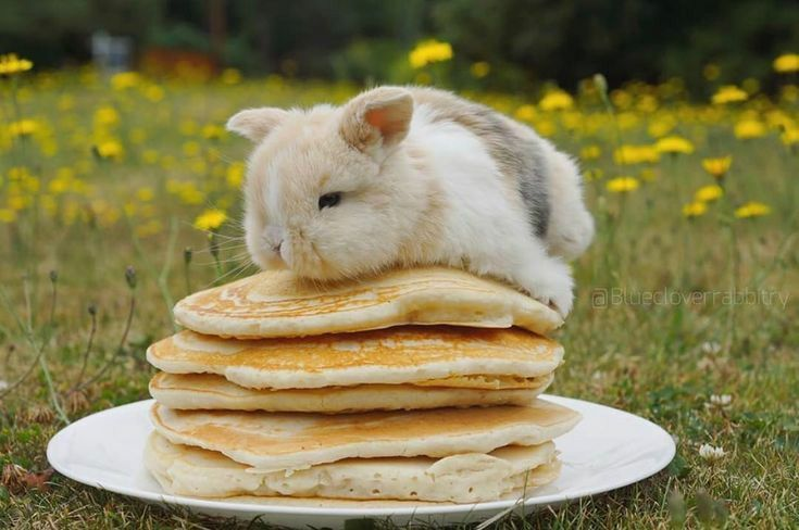 ashyaywoohoo's tweet photo. get fucking bunnied pancakes https://t.co/7dDl62AXhX