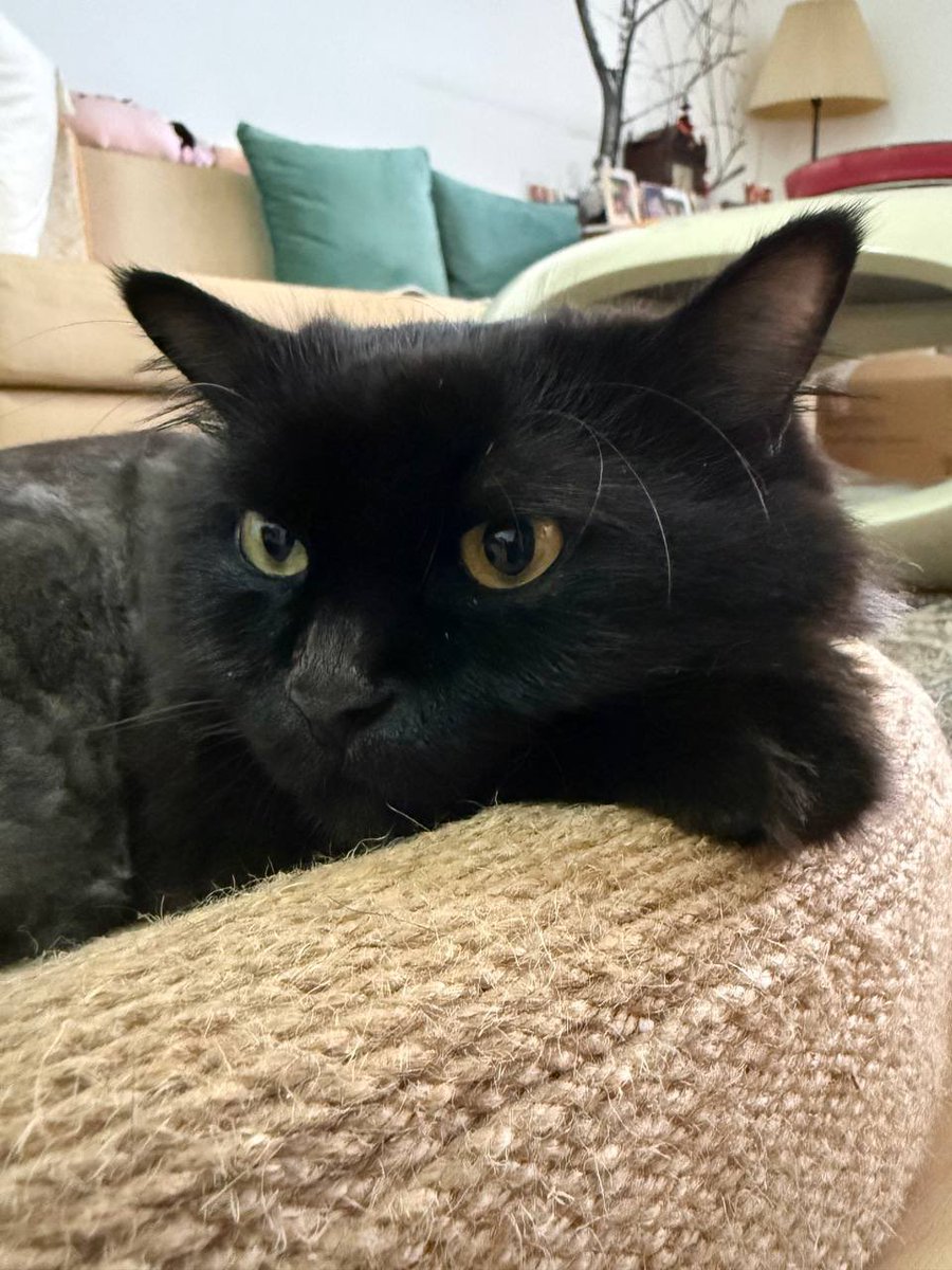 65ziggystardust's tweet photo. Caturdays with my Daddo #CatsOfTwitter https://t.co/QIa0o4gW5n