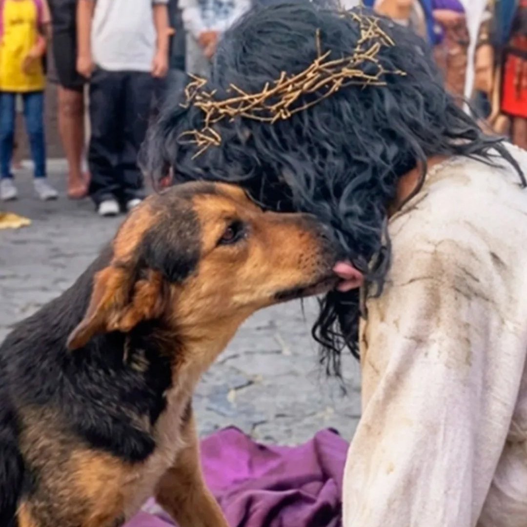 trad_west_'s tweet photo. Stray dog tried to protect Jesus during a Passion reenactment https://t.co/15BVwYvu9T