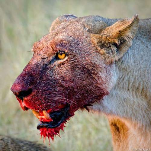 ThatguyToe's tweet photo. @Ms_Logical Ingwenyama will eat 😂😂😂 https://t.co/GqEfRtnX1s