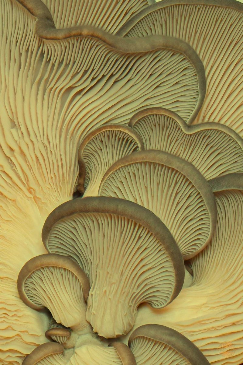 hajima_7's tweet photo. mushroom + inspo
#dressmaker #dresstober https://t.co/lNWVKhQkRR