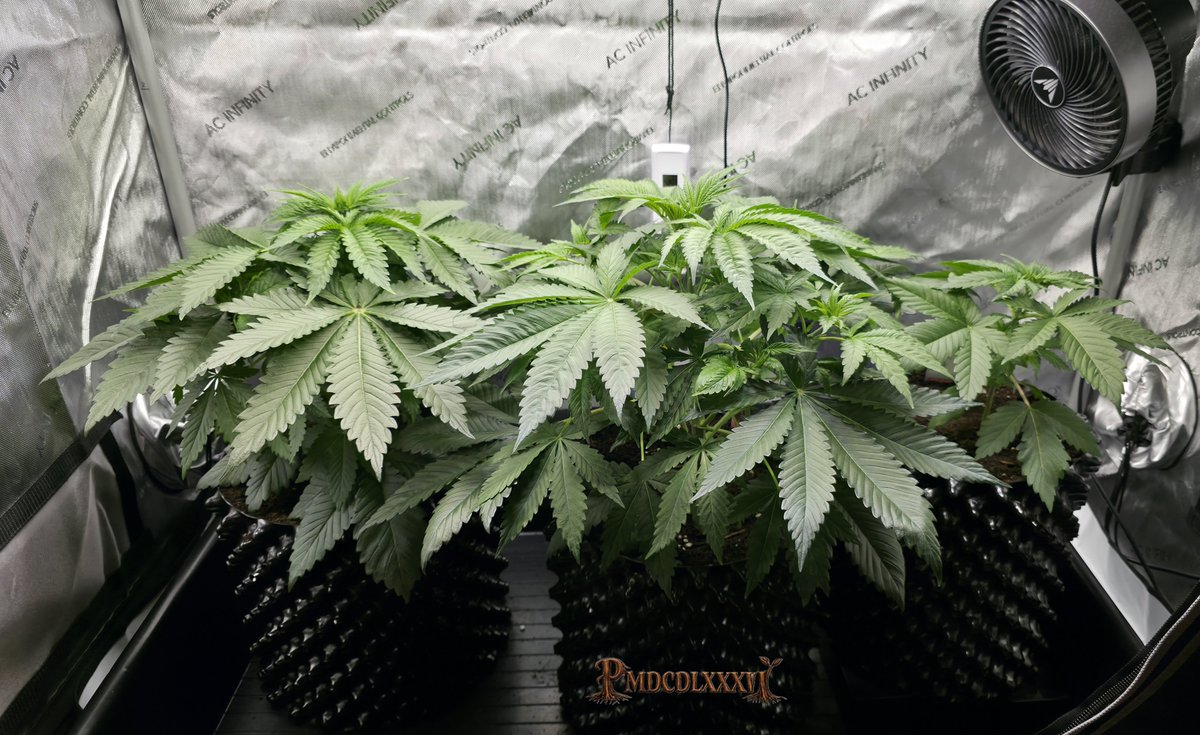 PMD486's tweet photo. Calm #Weedend folks🪴

M.O.B. Day 30
White Berry Day 21
- @ 56W

#PMDsGrow #MotherOfBerries #ThSeeds #WhiteBerry #ParadiseSeeds https://t.co/yiH9JZiDBS