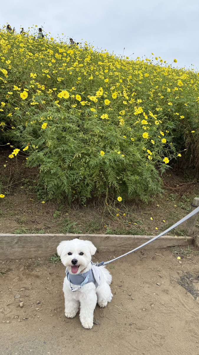 _kinarinari's tweet photo. 丘の上は強風だったけど、ちゃんとキマったのもある🌼 https://t.co/kphkXbgkOZ