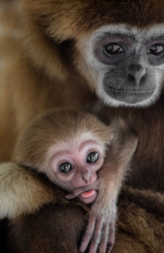 gibbonposting tweet picture