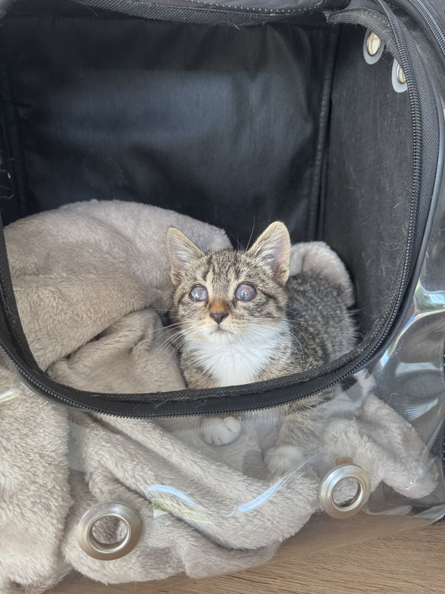 cattingwoman's tweet photo. KÖR VE HENÜZ 2AYLIK BEBEK

sokakta ağlarken bulunuyor ve tedavisi yapılıyor ancak malesef görmesi mümkün değil diyorlar. Bulan kişi evine alamadığı için ben geçici olarak yuva bulmak için aldım
 teması çok seviyor ancak çok kedili bir evde oldukça korkuyor. 
bu yüzden lütfen bu fındık surat kızın ilanını paylaşır mısınız yuvasını bulsun 
istanbul
