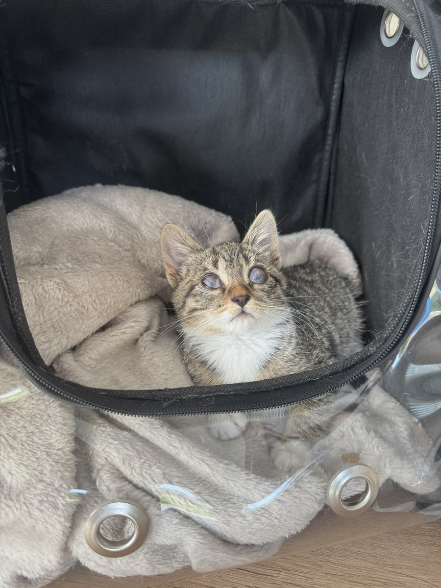 cattingwoman's tweet photo. KÖR VE HENÜZ 2AYLIK BEBEK

sokakta ağlarken bulunuyor ve tedavisi yapılıyor ancak malesef görmesi mümkün değil diyorlar. Bulan kişi evine alamadığı için ben geçici olarak yuva bulmak için aldım
 teması çok seviyor ancak çok kedili bir evde oldukça korkuyor. 
bu yüzden lütfen bu fındık surat kızın ilanını paylaşır mısınız yuvasını bulsun 
istanbul