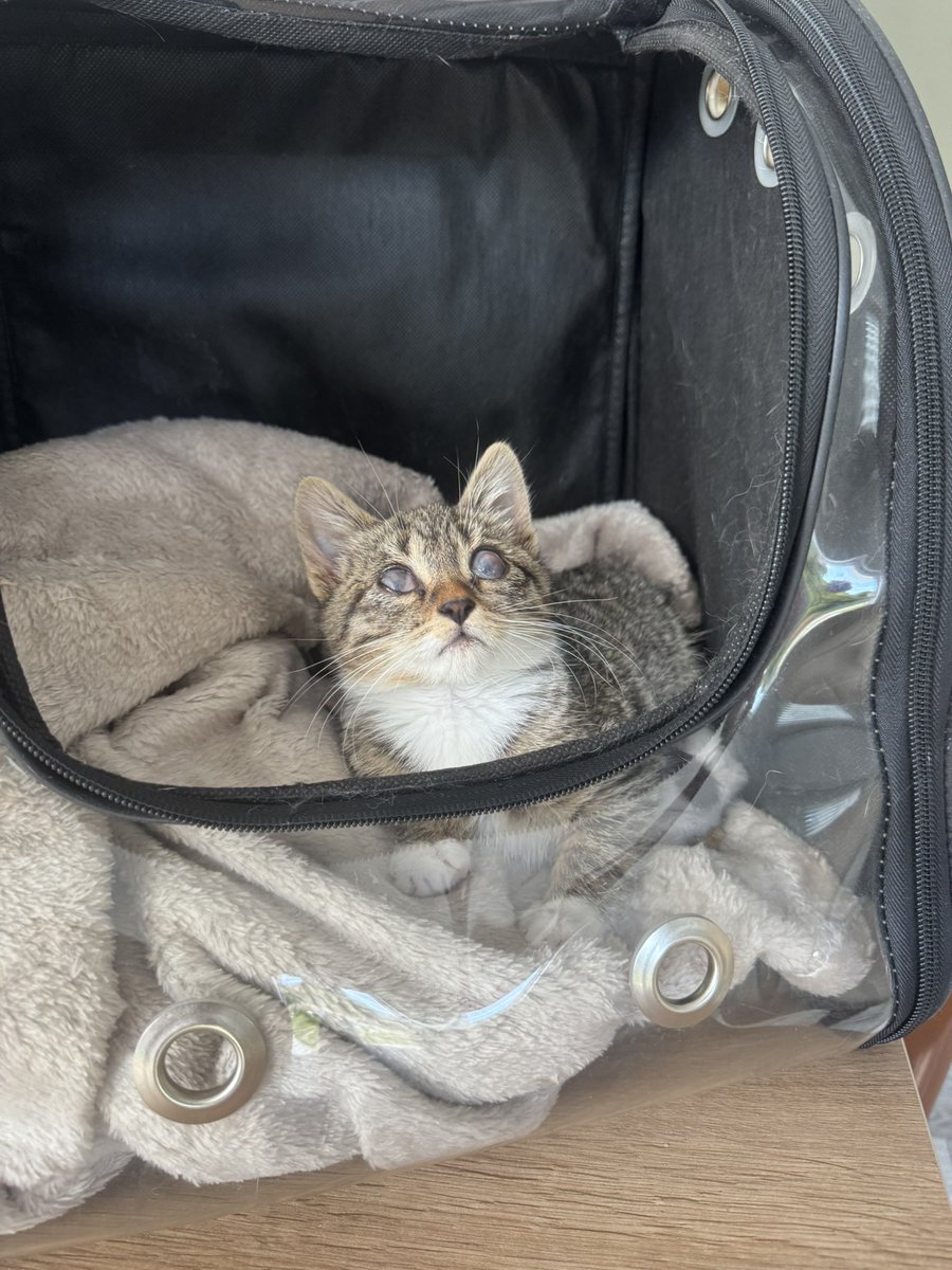 cattingwoman's tweet photo. KÖR VE HENÜZ 2AYLIK BEBEK

sokakta ağlarken bulunuyor ve tedavisi yapılıyor ancak malesef görmesi mümkün değil diyorlar. Bulan kişi evine alamadığı için ben geçici olarak yuva bulmak için aldım
 teması çok seviyor ancak çok kedili bir evde oldukça korkuyor. 
bu yüzden lütfen bu fındık surat kızın ilanını paylaşır mısınız yuvasını bulsun 
istanbul