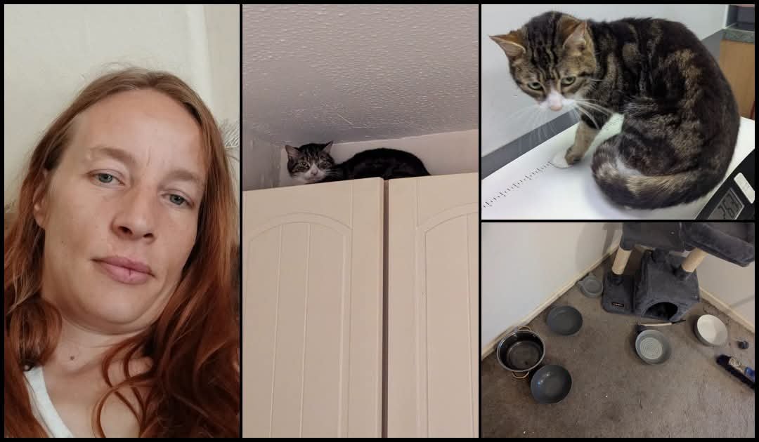 Perky_43's tweet photo. 🚨 ANIMAL CRUELTY CONVICTION: CHELSEA BROWN, 35, COUNDON, COUNTY DURHAM - ONE CAT DEAD, ANOTHER STARVING

One cat was found dead on the living room floor. The other was hiding on top of kitchen cupboards, severely malnourished, dehydrated and crawling with fleas.

Chelsea Brown abandoned the two cats inside her home in Coundon, near Bishop Auckland, without adequate food, water or care.

A gas engineer raised the alarm. When RSPCA inspector Heidi Cleaver gained access, one cat was dead. The surviving tabby and white cat weighed just 2.5kg and had a body condition score of just 1 out of 9. He was suffering from anaemia, dehydration and a severe flea infestation.

The deceased cat was also emaciated and flea-infested. It is believed to have possibly choked while in that weakened state.

⚖️ COURT OUTCOME
• Admitted causing unnecessary suffering to two cats
• Banned from keeping animals for five years
• £200 fine
• £480 costs
• Failed to attend RSPCA interviews

Source UKACF.