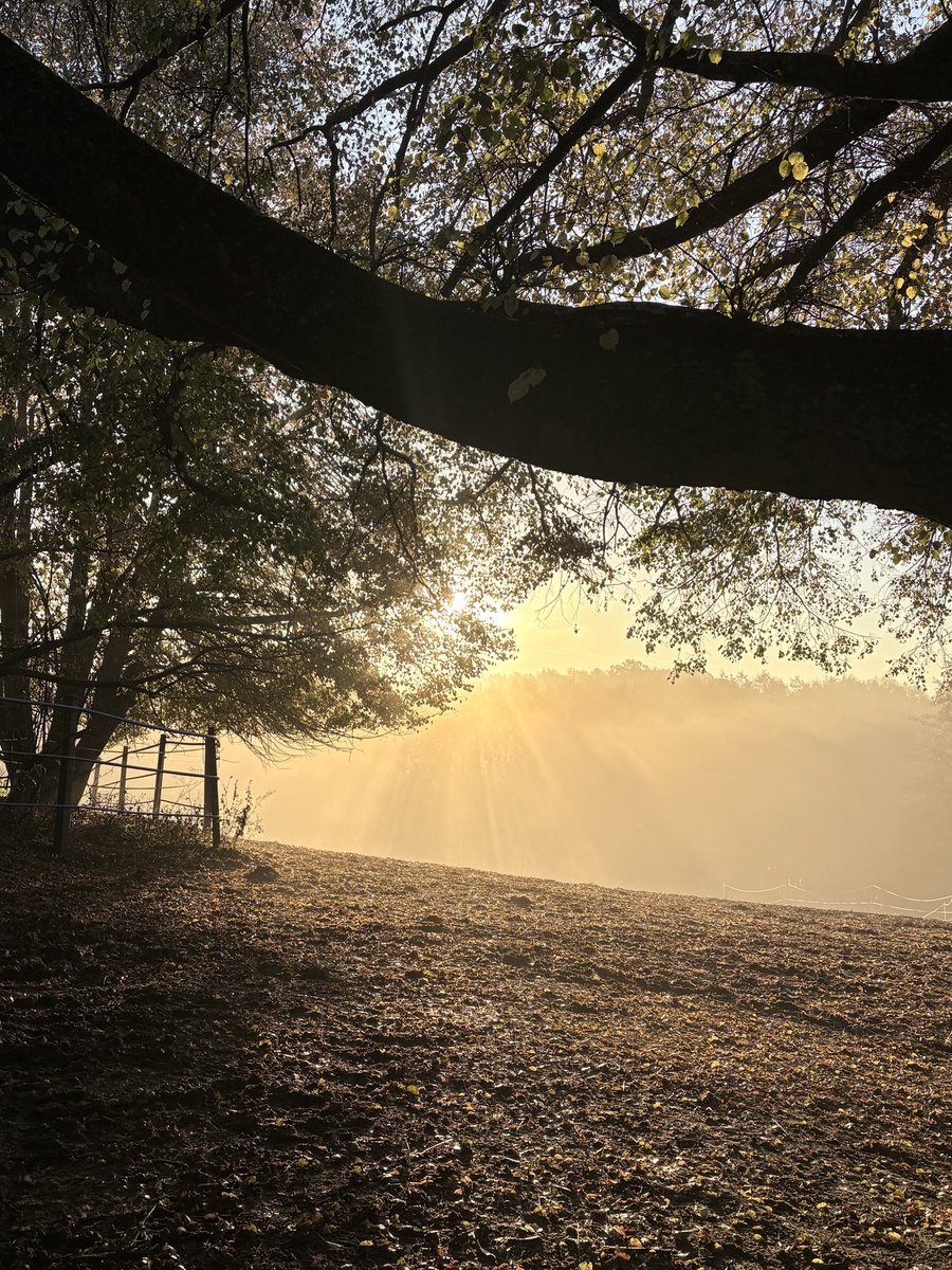 Jacenty19264446's tweet photo. A warm mug of tea in chilled hands,
a quiet stillness that chimes among golden leaves.
The wind carefully shakes dewdrops from the grass,
awakening a world—sluggish, hushed, and full of wonder. https://t.co/wRUGBOs11C