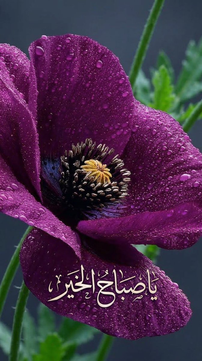 OmYousi0636242's tweet photo. أجمل وعد بين اثنين ليس ألا يتغيرا أبدًا
بل أن يظلا صادقين في الحديث حين تتغير الاهتمامات والأحلام وملامح الحياة https://t.co/7FTTUbZMws