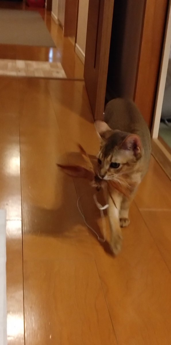 ume0207's tweet photo. 羽を誇らしげに運ぶ子猫。決して渡してはくれない…　#ソマリ　#6ヶ月 https://t.co/TnYuCs9NOK