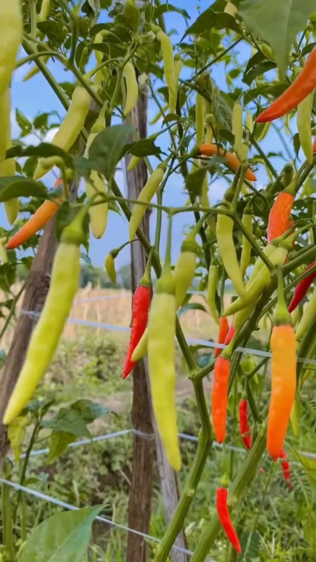 chiaadavinaa's tweet photo. Dulu waktu harga cabe 80rb/kg, aku iseng tanam Asmoro 20 pohon di ladang belakang rumah.

Orang-orang ketawain, "ngapain nanam cabe cuma 20 pohon?"

Sekarang mereka yang nanya bibitnya beli dimana.

Soalnya 20 pohon Asmoro ini buahnya gak kayak cabe biasa. 1 tangkai aja puluhan buah panjang menjuntai, 1 pohon bisa panen sekilo lebih, panennya tiap minggu.

Kalau cabe biasa panen 2 bulan udah mati, Asmoro ini 8 bulan masih panen terus, pohonnya tinggi jadi makin banyak buahnya.

Sekarang aku udah tambah jadi 100 pohon lebih, tiap panen setor ke pasar gak pernah sisa.

Buat yang punya ladang nganggur, jangan ditanami rumput terus. Tanam Asmoro 20 pohon aja dulu, buktikan sendiri hasilnya.
