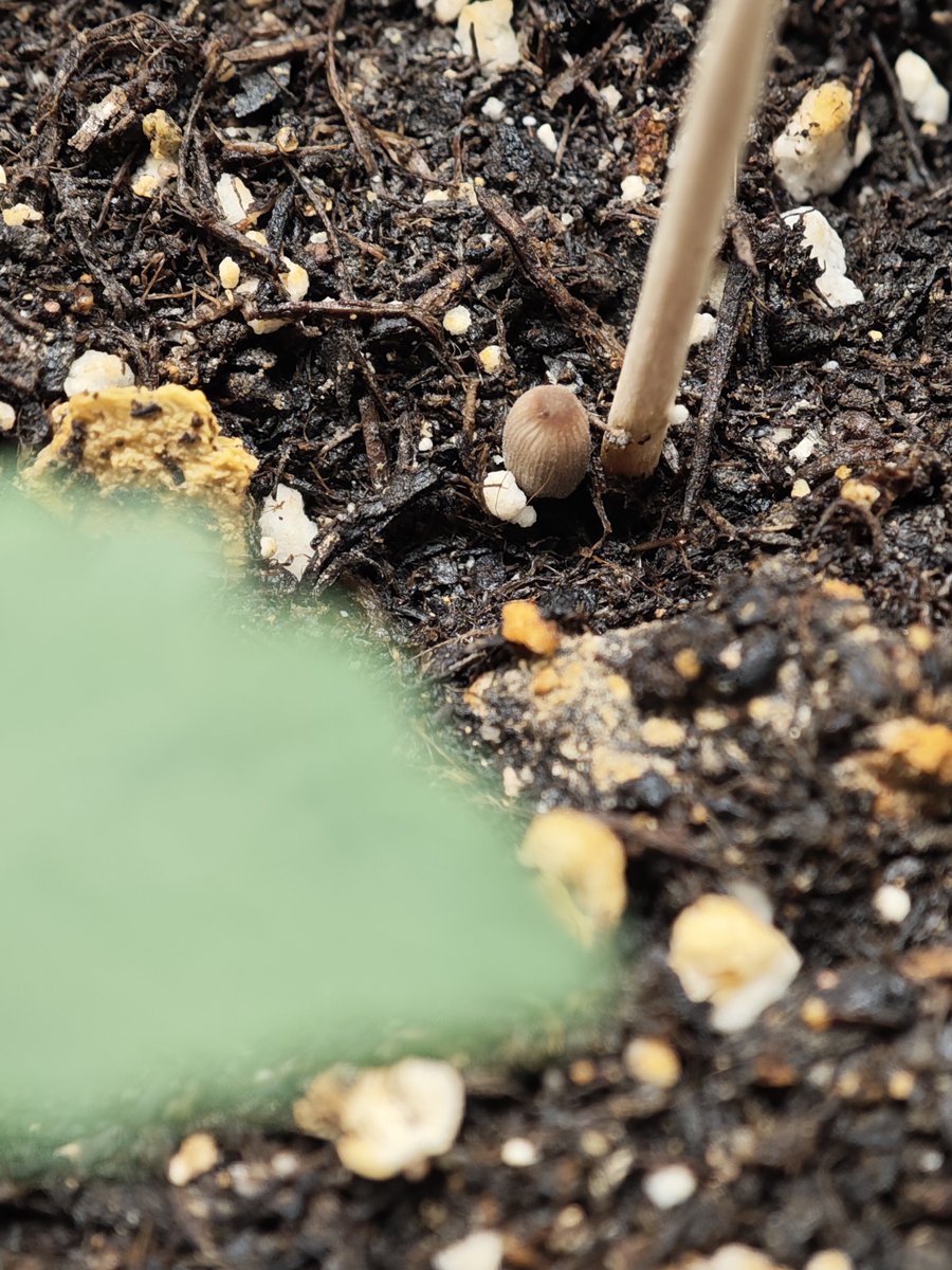 mxgenetics's tweet photo. Until recently I used peat mixed with soil from my local city compost as basis from my soil mix.
I stopped adding peat, while rest stayed the same and I am really satisfied.

Fresh soil mix and mushroom appeared within 11 days.

There was a bit of learning curve with watering. https://t.co/uDBwU8iBLL
