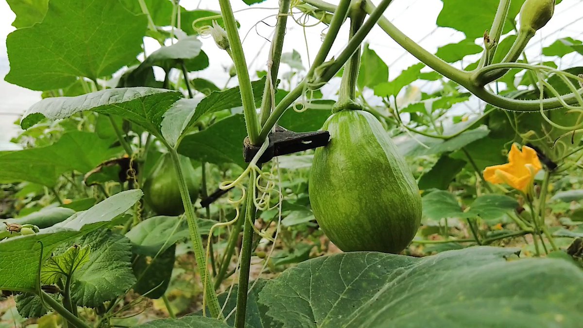 yuncielyun's tweet photo. 「輪の形がちょっと楕円ぽくなっちゃったけど、元気に繁る野菜の畑、今日も良い天気だね！」， https://t.co/VJJ9Kr5oDR