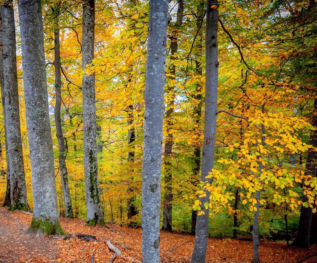 Mar17630Marcus's tweet photo. @JLo Just autumn❗️ https://t.co/ndVqUvee0c