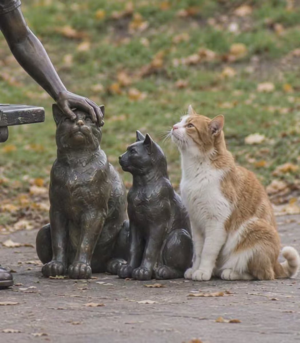 TowerBuilds's tweet photo. 喵🐱：下一个流量就到我了 https://t.co/FJSs0fRBAL