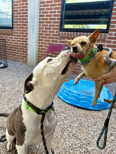 dieworkwear's tweet photo. I looked them up and they appear to be at the Pima Animal Care Center (PACC) in Tucson, Arizona. If you adopt both of these dogs together — or any animal from this center — I will pay for a month's worth of pet food and help you find a good pair of pants.

https://t.co/vabeBFUVCY https://t.co/wNK6EWTEFV