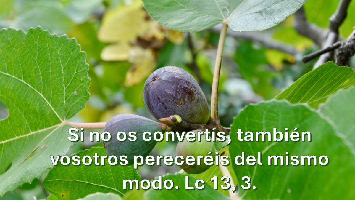 mssierrap's tweet photo. Señor, nos creemos buenos y esperamos que nos protejas de los males del mundo. Pero tú nos dices: ”Convertíos”. Porque la vida en el Espíritu es la única que importa; porque morimos cuando no hacemos vida tu palabra; porque solo amándote daremos frutos para la vida eterna, Señor. https://t.co/39EzU7Jc5O