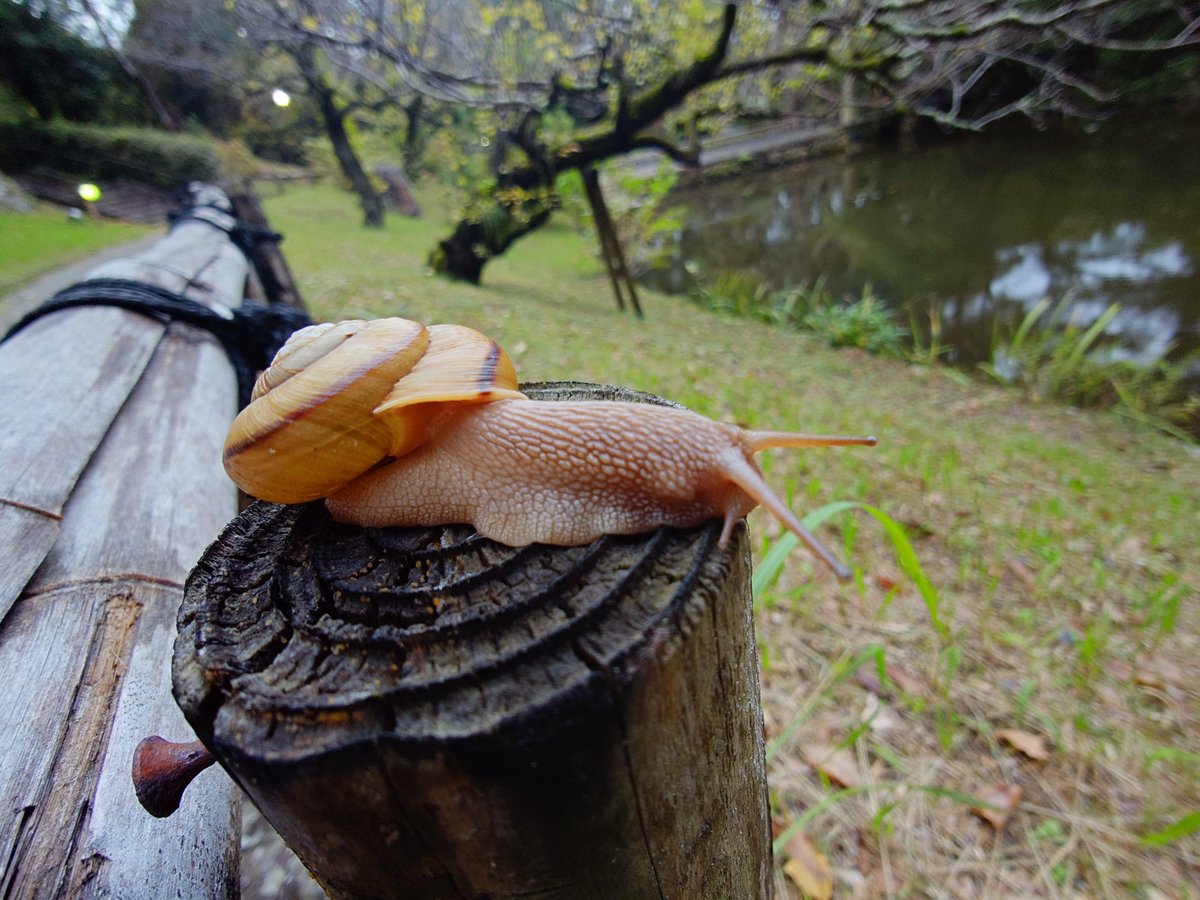 pamerasan46's tweet photo. ででんでんででん🐌 https://t.co/SGB9Eig5TP
