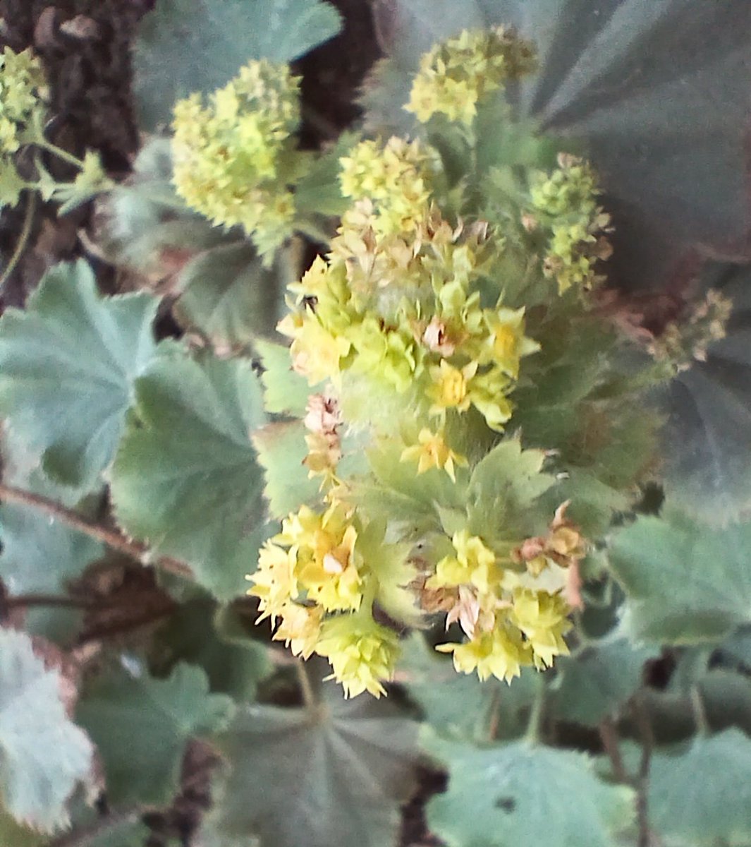 lynnerosie's tweet photo. Good morning from the #garden 💚
#flora #nature https://t.co/dIOqaxysVo