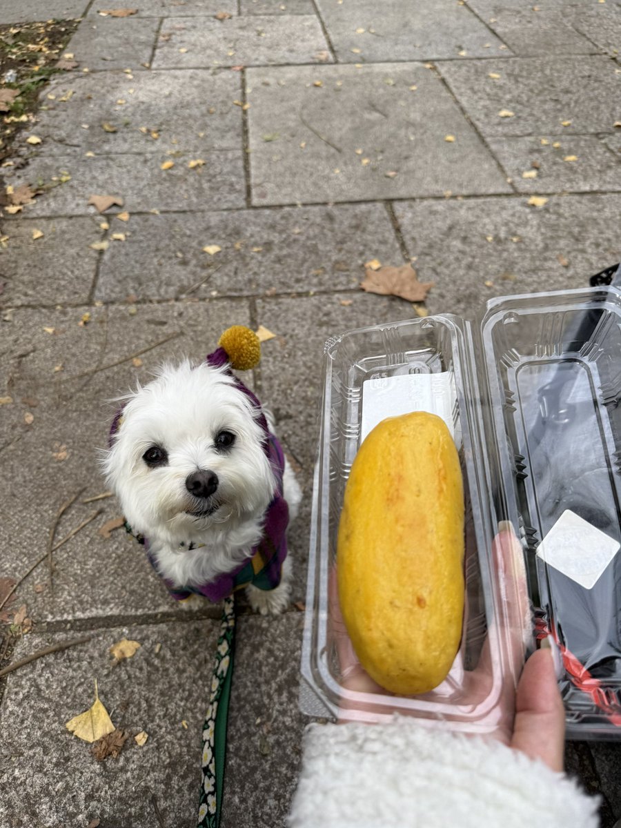 hokke_maltese's tweet photo. 焼き芋テラスに行ってきた🐻‍❄️🍠 https://t.co/plEyEJUk0R